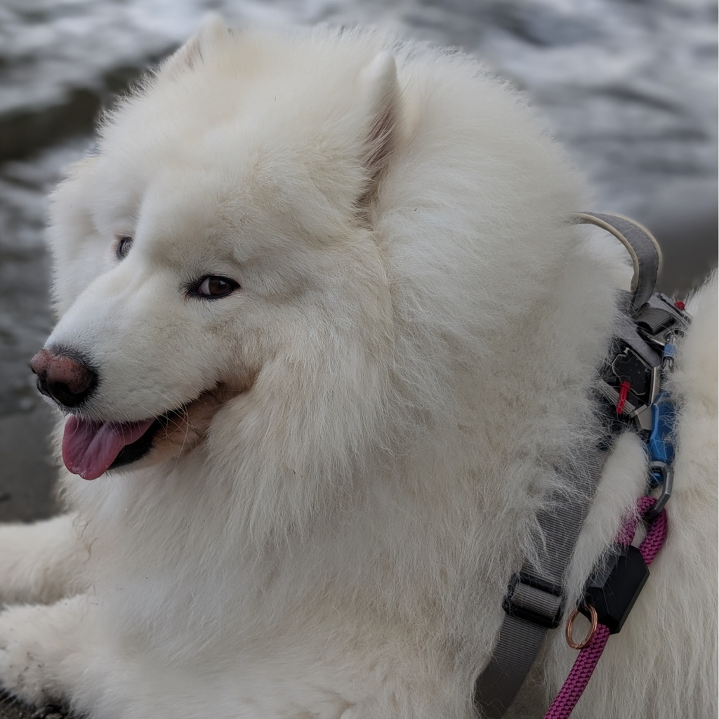 Close-up of a white fluffy dog wearing a harness and leash clip