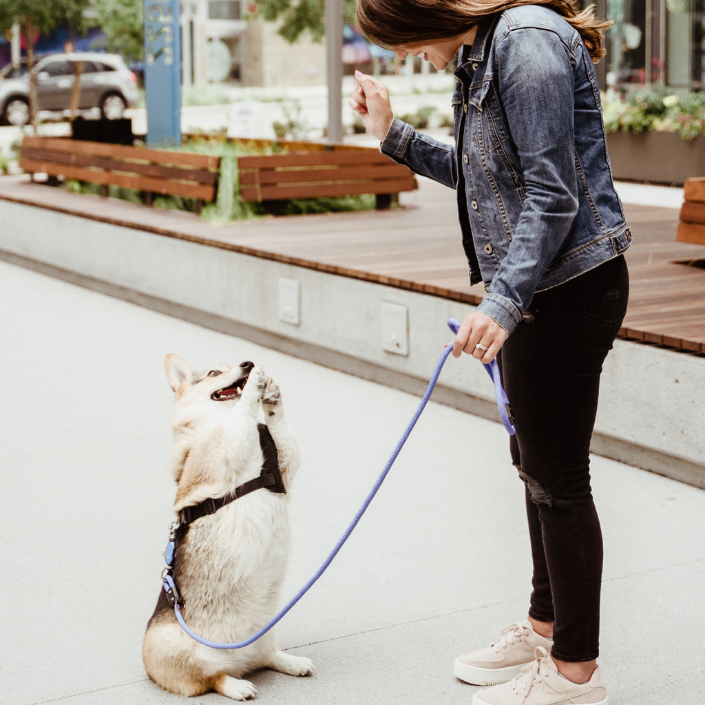Woman walking a corgi on a blue rope leash in a plaza