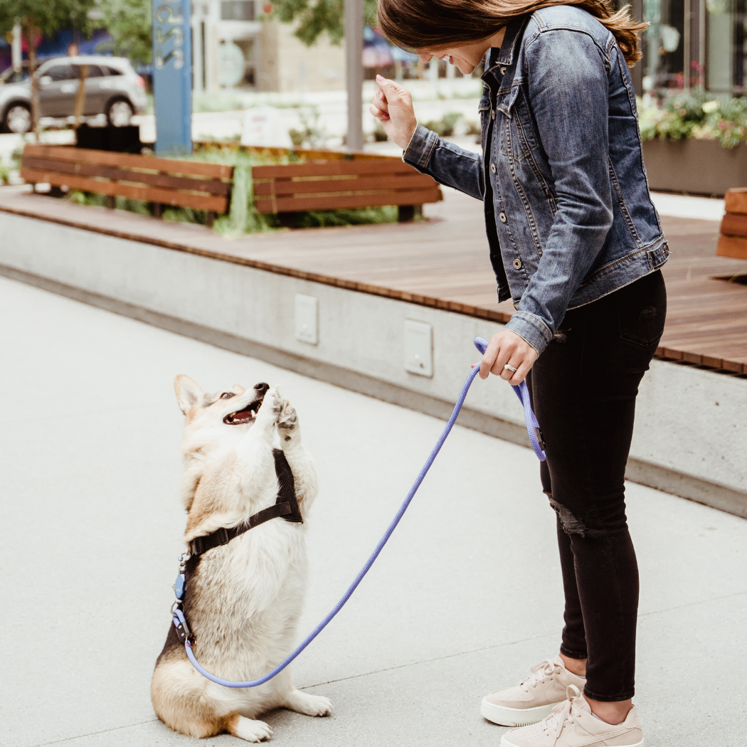 Woman walking a corgi on a blue rope leash in a plaza