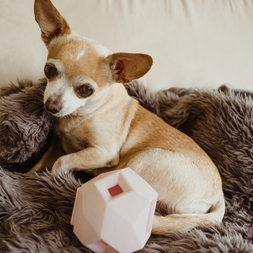 Chihuahua lying on a fur throw next to a pink geometric treat toy