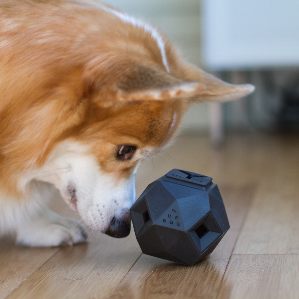 Corgi nudging a dark gray geometric treat toy on the floor