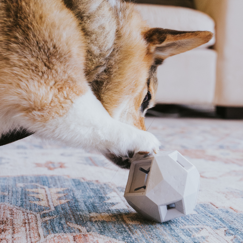 Corgi pawing a white geometric treat toy on a rug