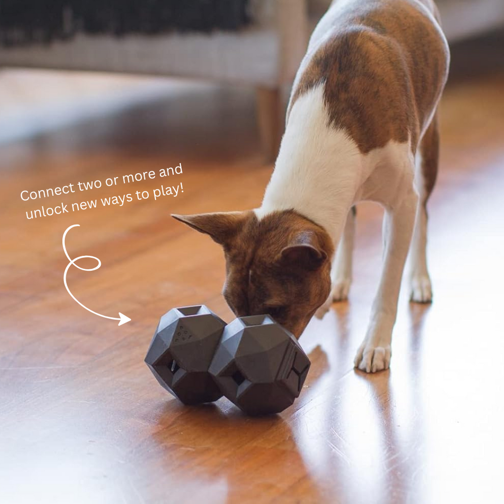 Dog nosing two linked dark treat dispensing toys on a wood floor