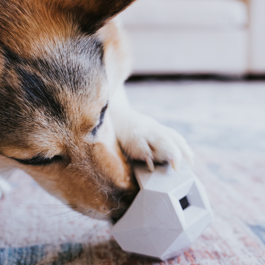 Dog pushing a white geometric treat toy across a rug