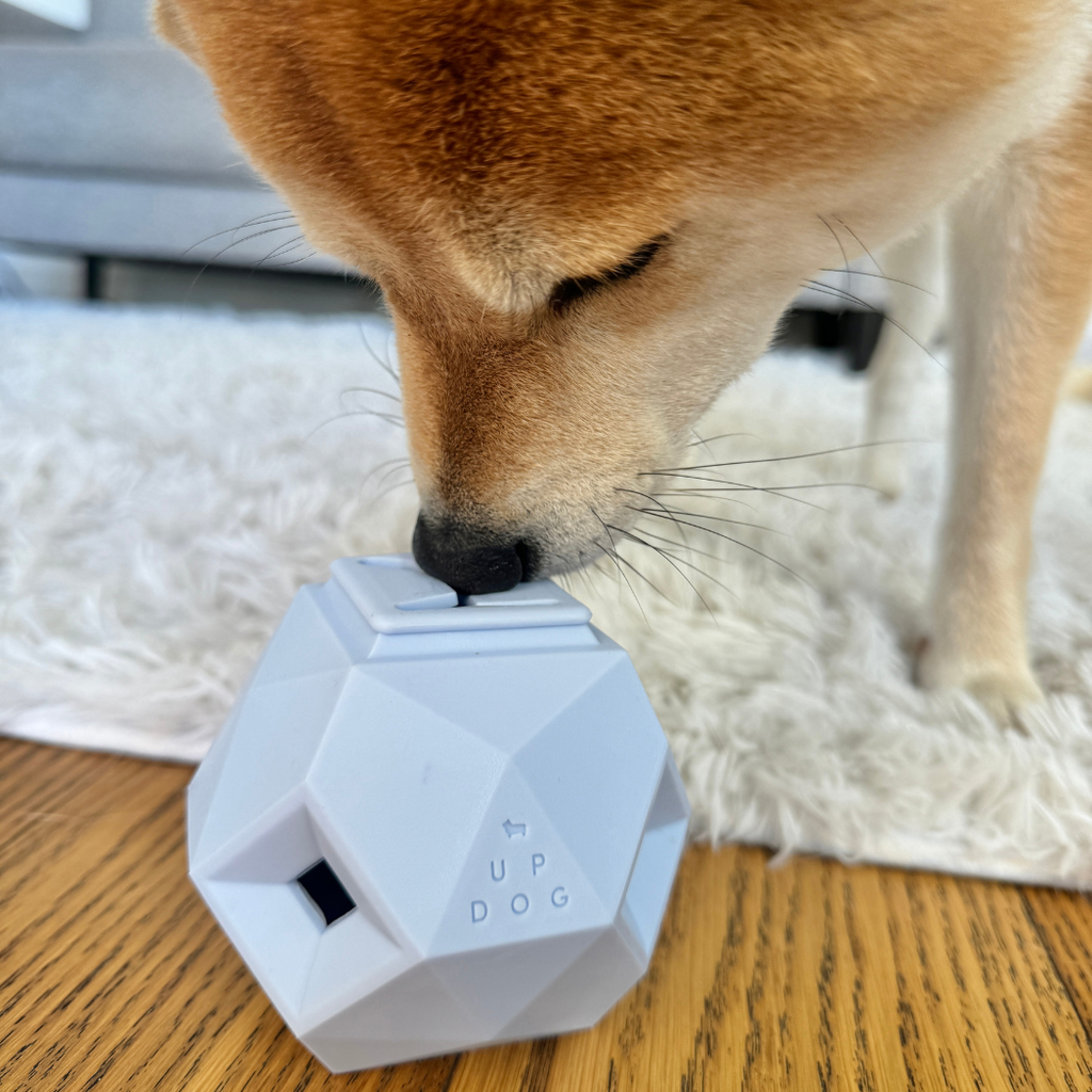 Shiba-type dog sniffing a light blue geometric treat toy