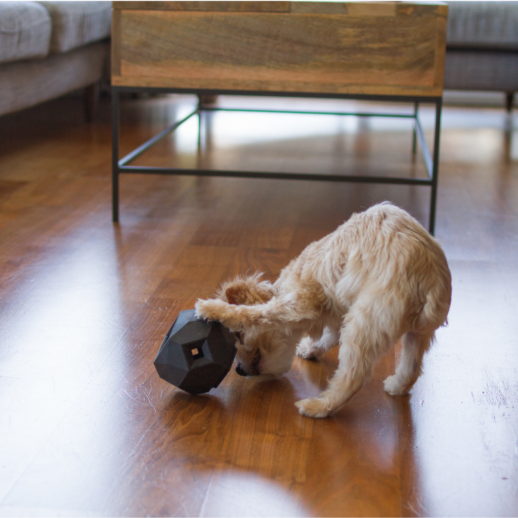 Small fluffy dog playing with a dark treat toy on a wood floor