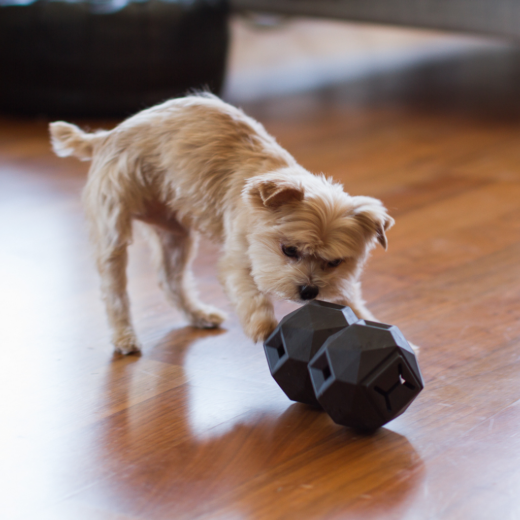Small terrier rolling two linked dark treat toys on a wood floor
