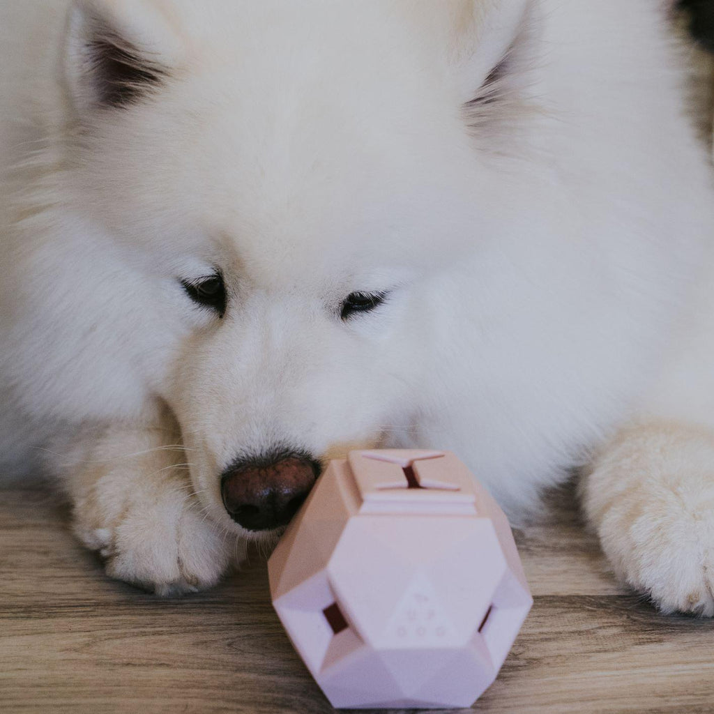 White fluffy dog lying behind a pink geometric treat toy