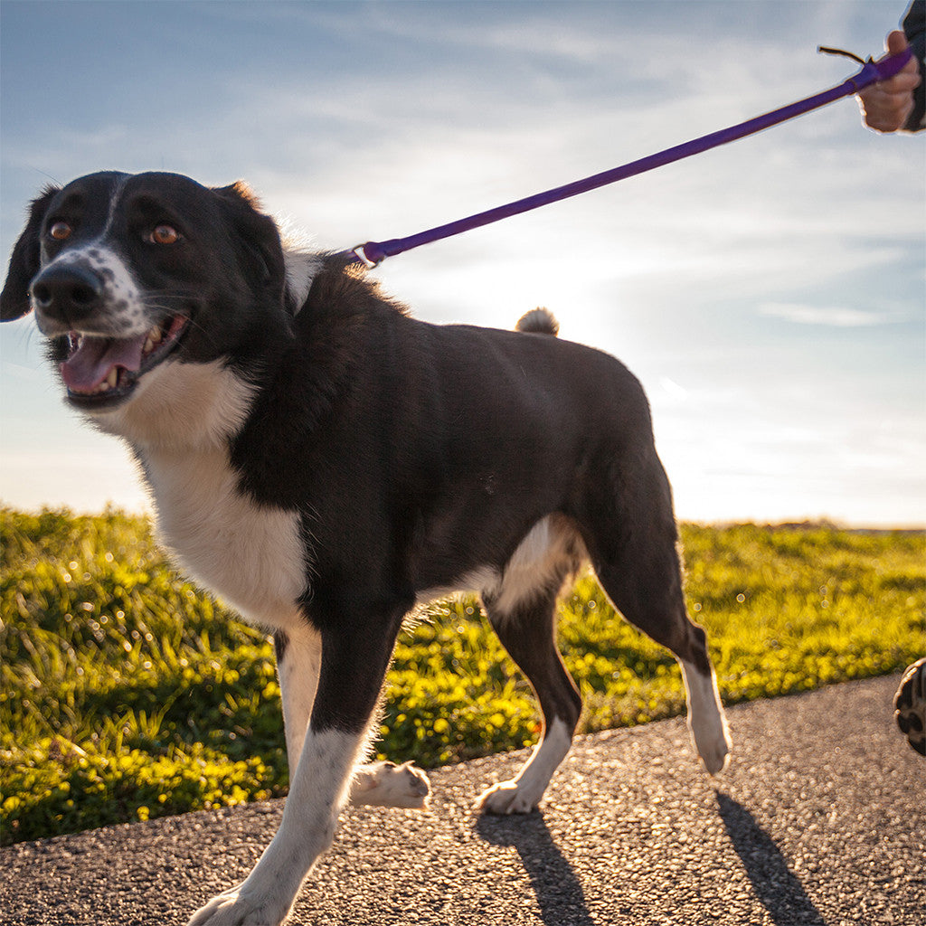 Black and white dog walking on a path on a purple leash at sunset