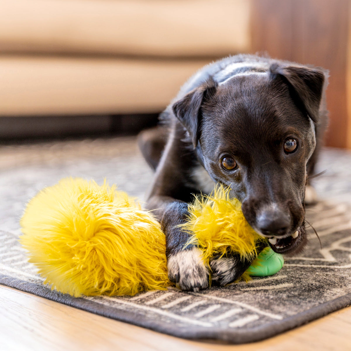 Black puppy lying on a rug chewing a yellow shaggy plush toy