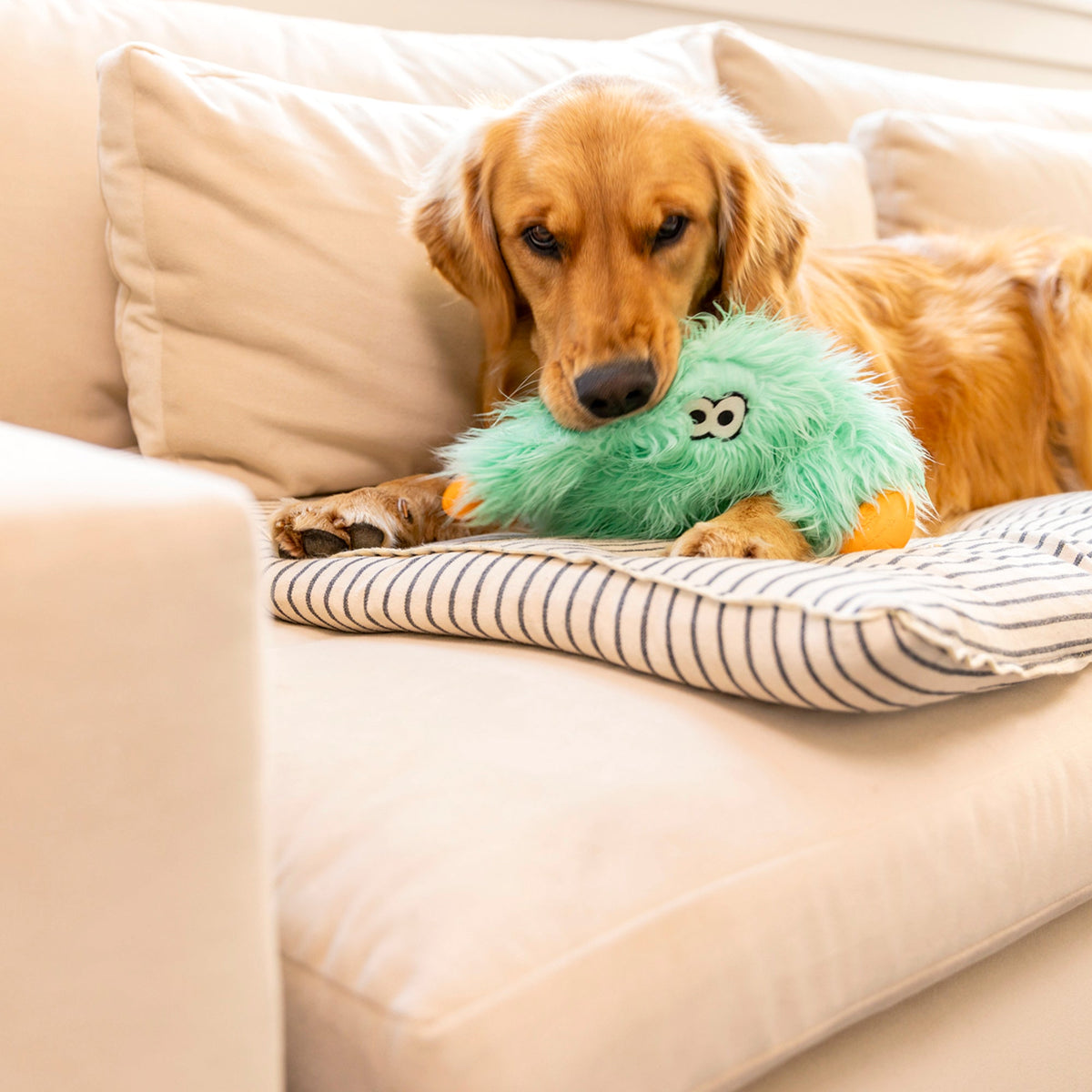 Golden retriever lying on a sofa with a mint shaggy plush toy