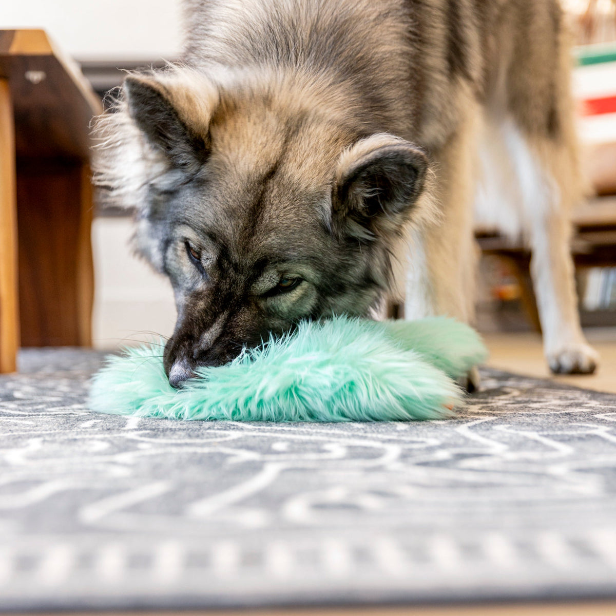 Gray and tan dog nosing a mint shaggy plush toy on a rug