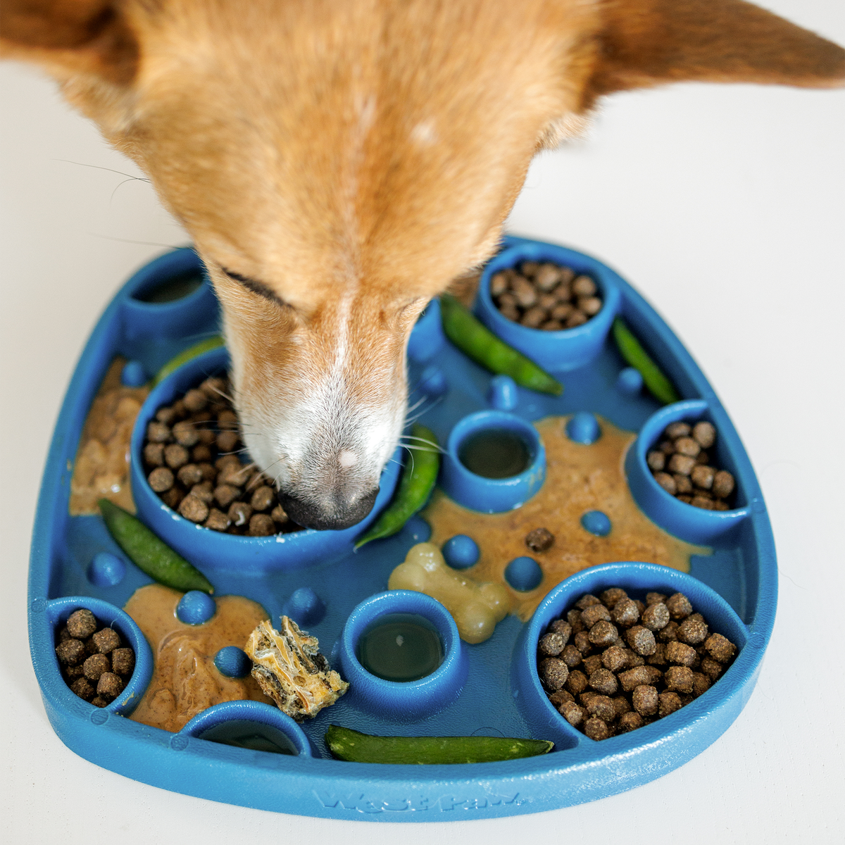 Dog eating kibble and treats from a blue feeding mat with round wells