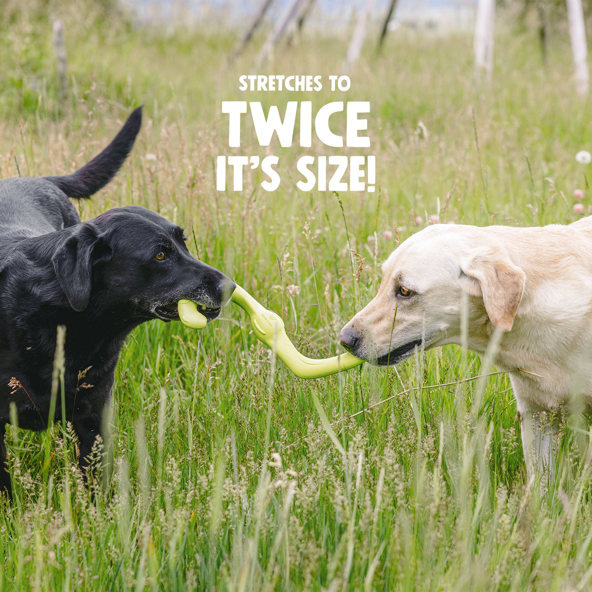 Black and yellow Labradors tugging a stretched lime toy in a meadow