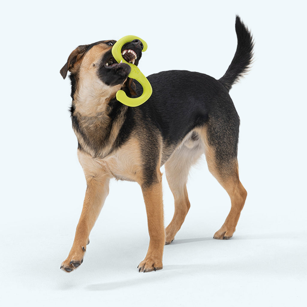Dog standing with a lime S-shaped tug toy in its mouth