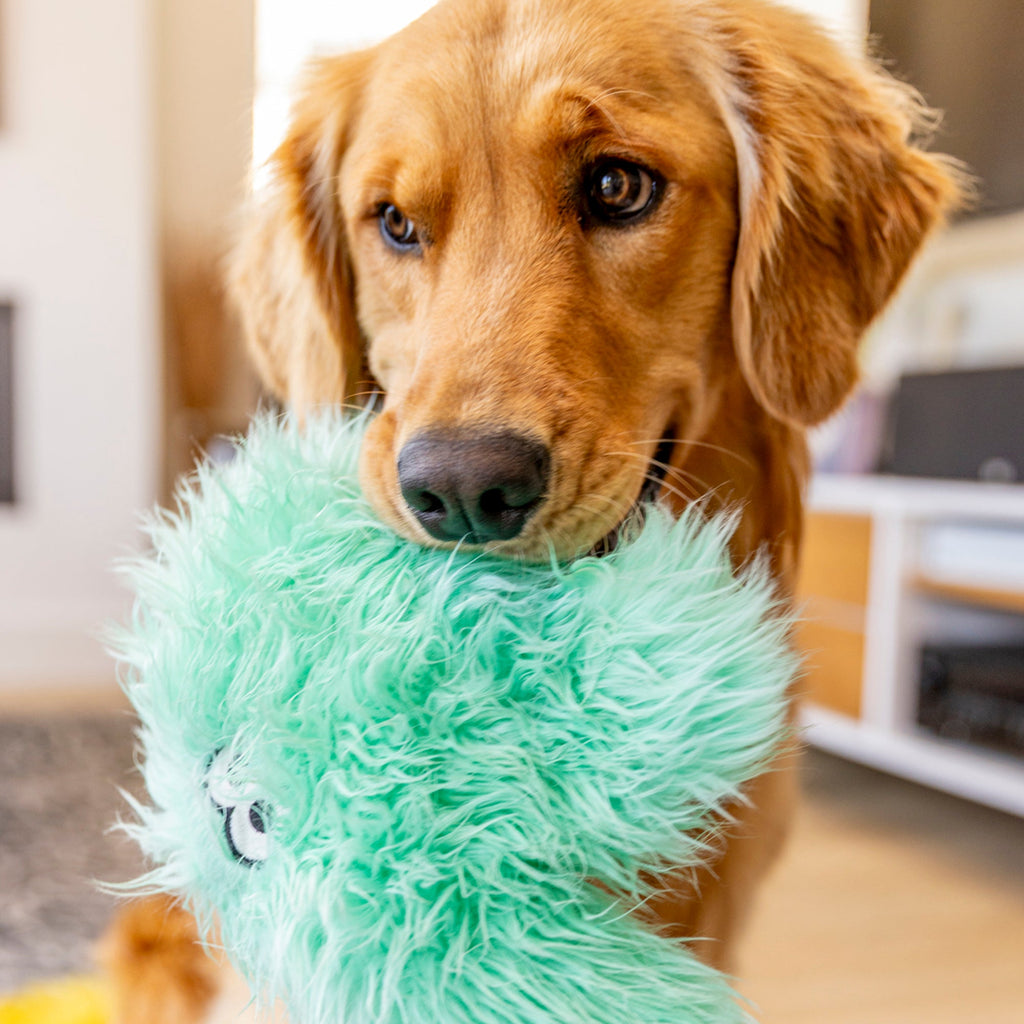 Golden retriever holding a mint shaggy plush toy in its mouth