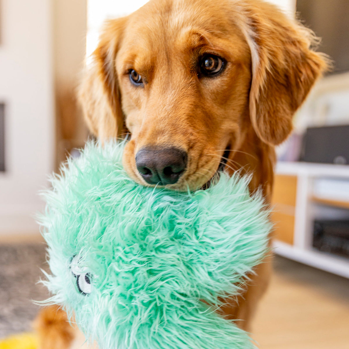 Golden retriever holding a mint shaggy plush toy in its mouth