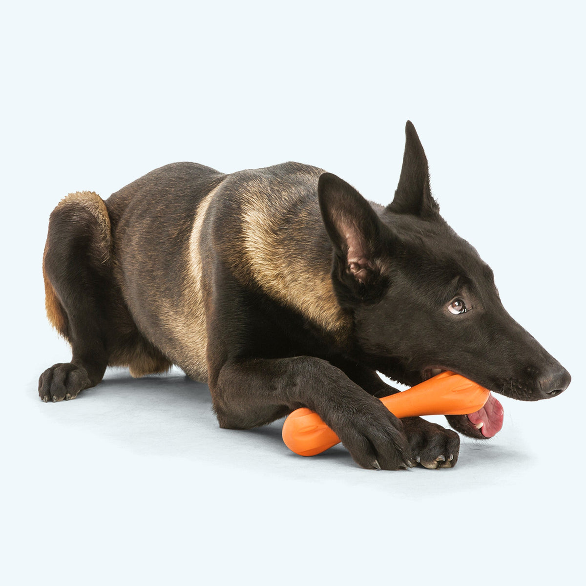 Black shepherd dog lying down chewing an orange bone toy