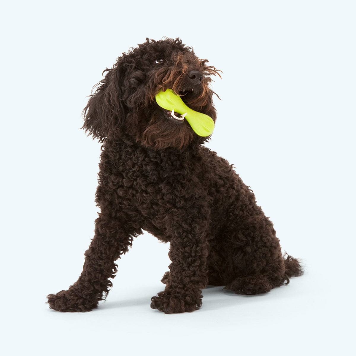 Curly brown dog sitting with a green bone toy in its mouth