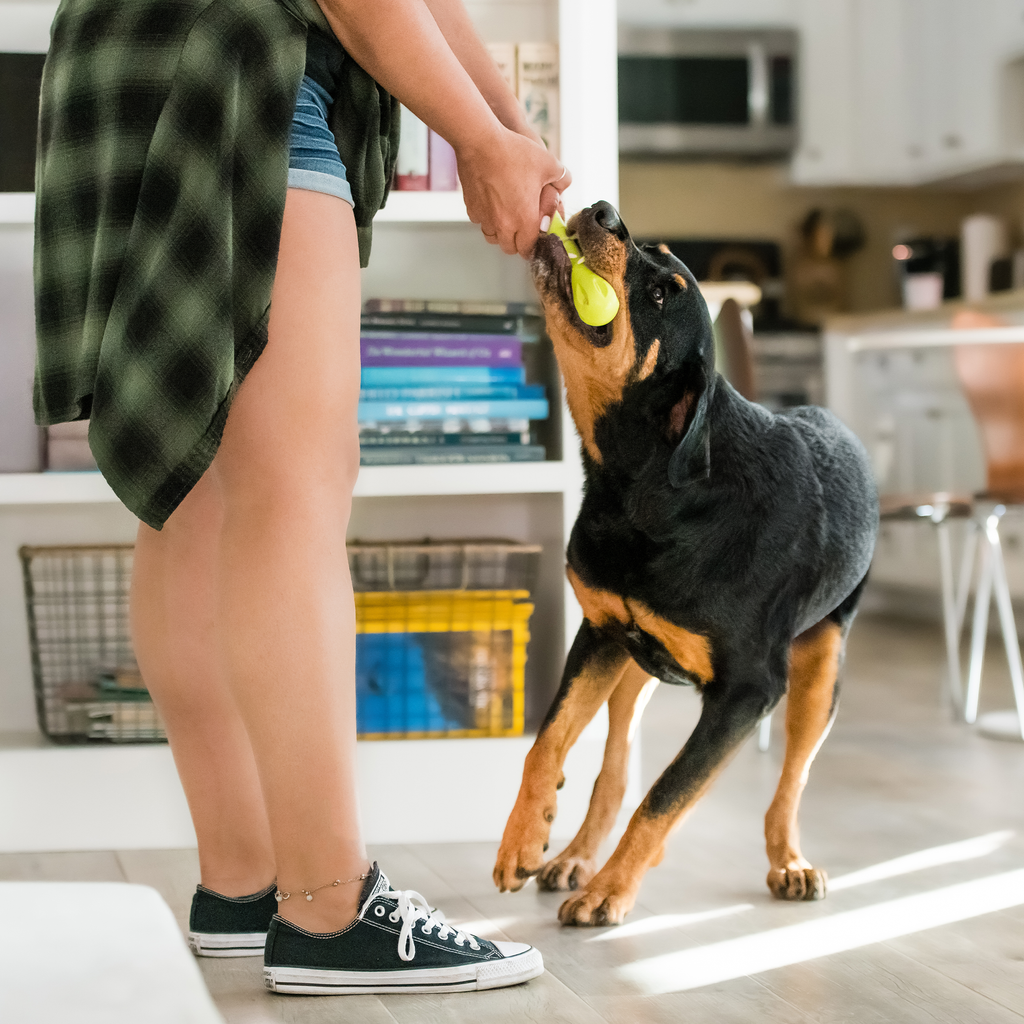 Rottweiler tugging a green bone toy held by a person in a kitchen