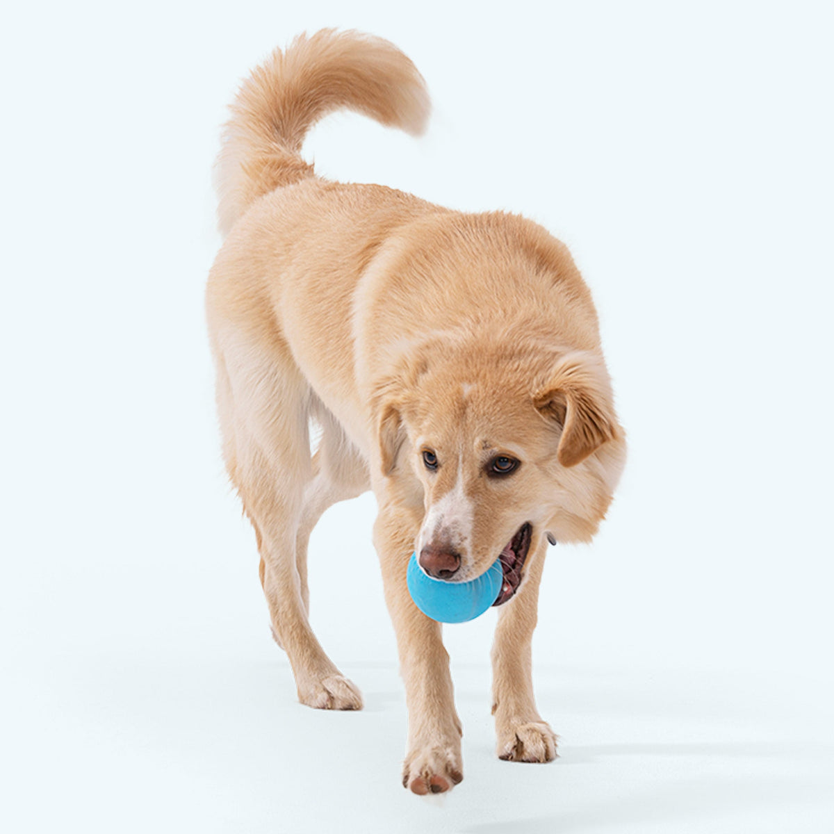 Golden dog walking with a blue ball toy in its mouth