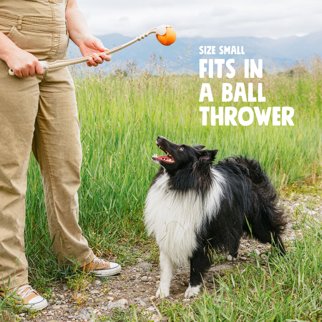 Person with a ball thrower and a border collie in a meadow