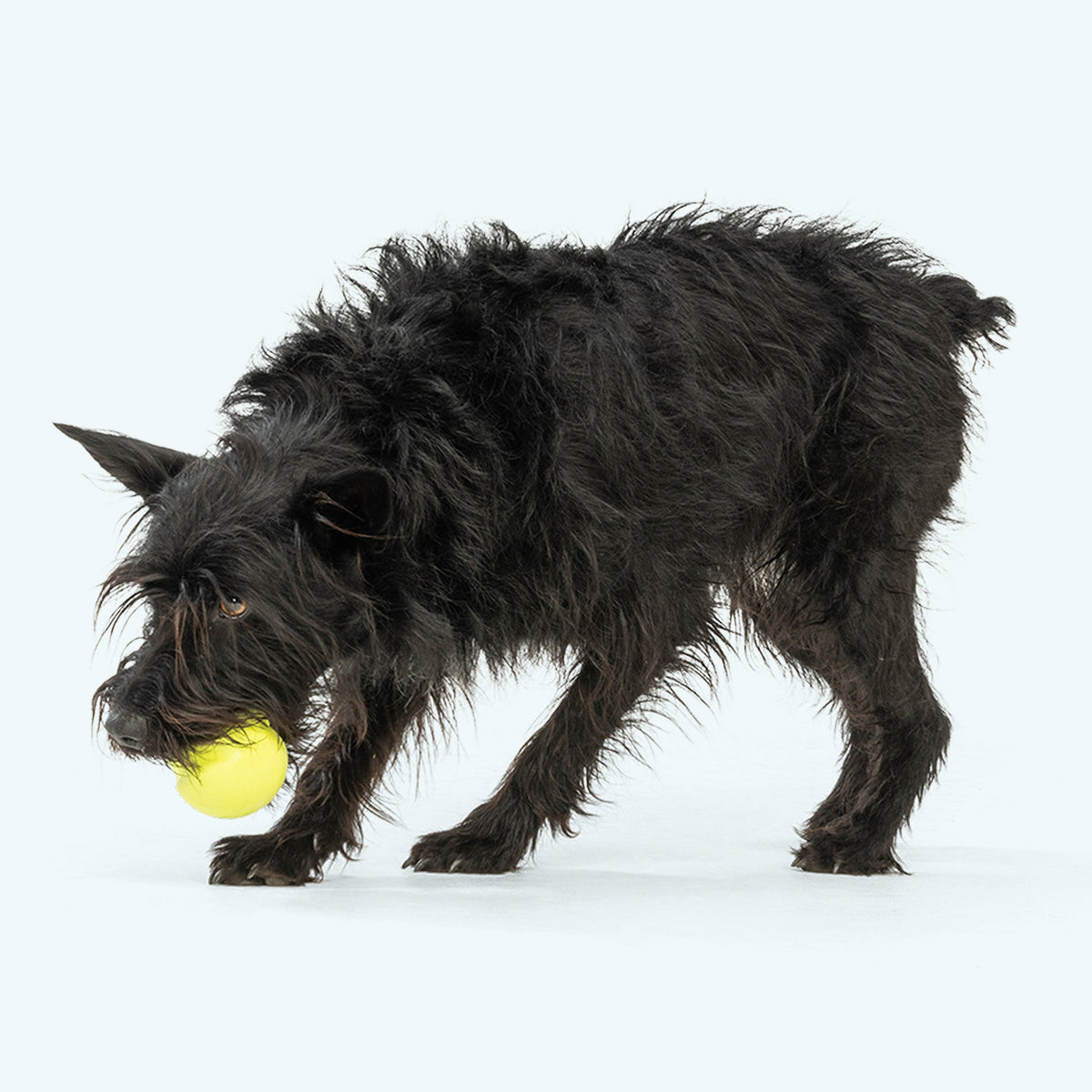 Small black terrier nosing a lime ball toy
