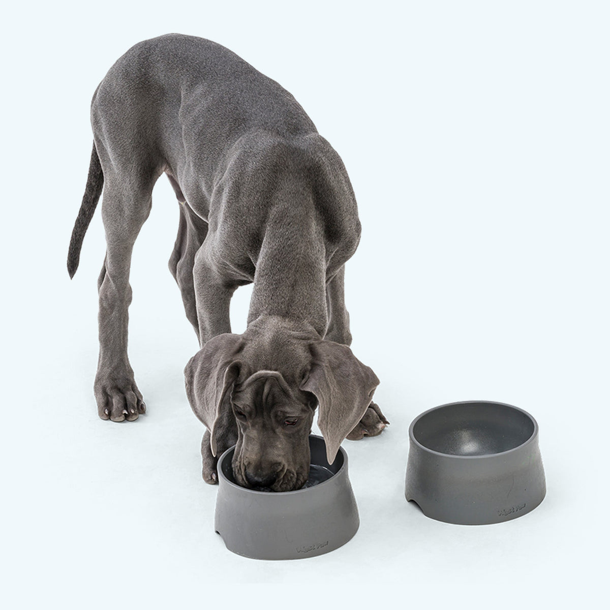 Gray Great Dane puppy eating from a charcoal bowl