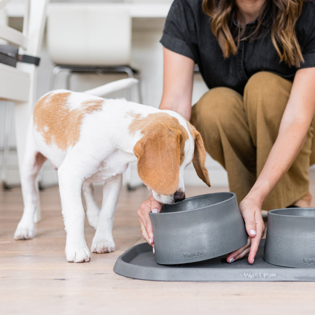 Woman setting a charcoal bowl down for a brown and white dog