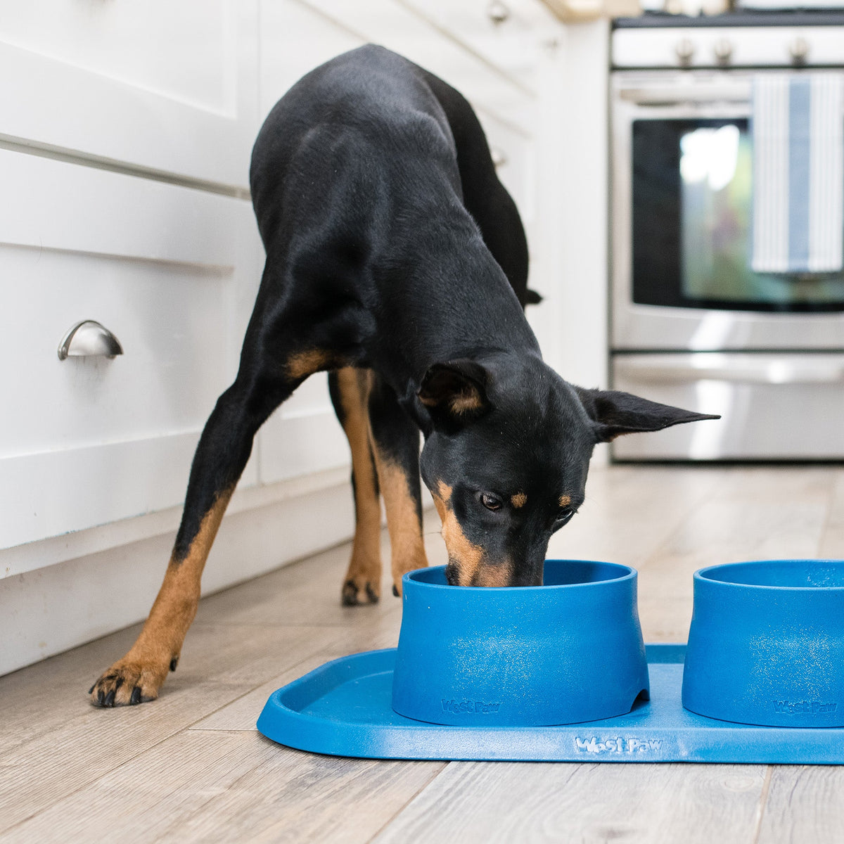 Black and tan dog eating from blue bowls on a blue placemat in a kitchen