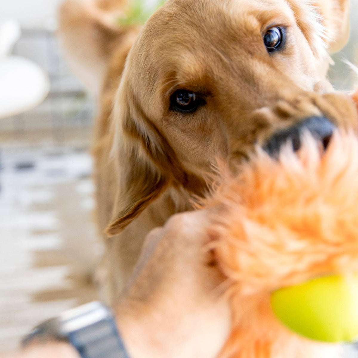 Close-up of a golden retriever with a peach shaggy plush toy