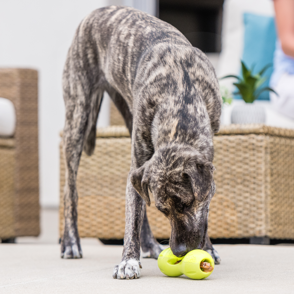 Brindle dog sniffing a lime treat toy on a patio