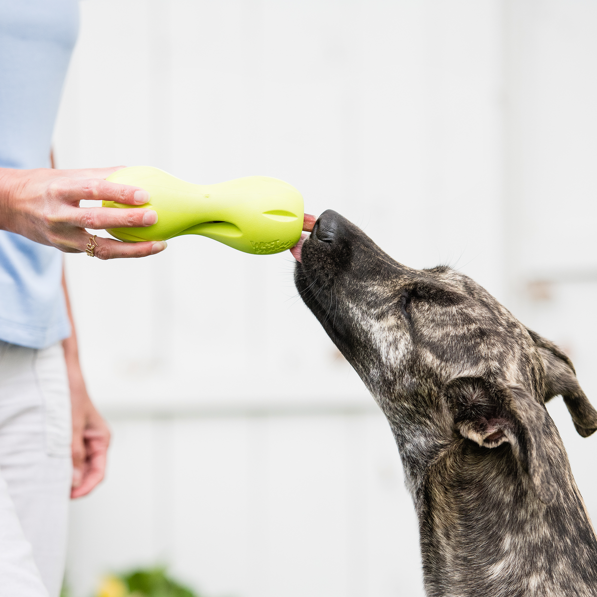 Person holding out a lime treat toy to a brindle dog