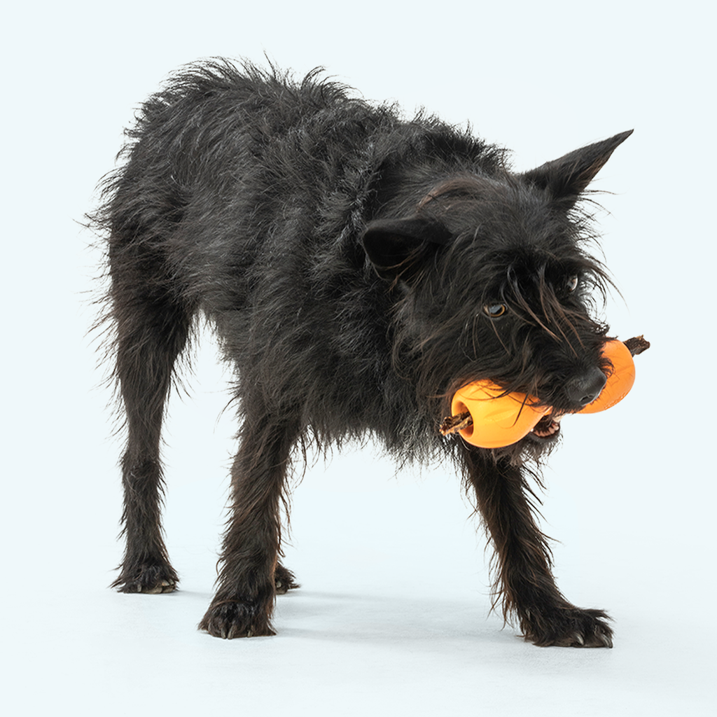 Small black dog chewing an orange hourglass treat toy