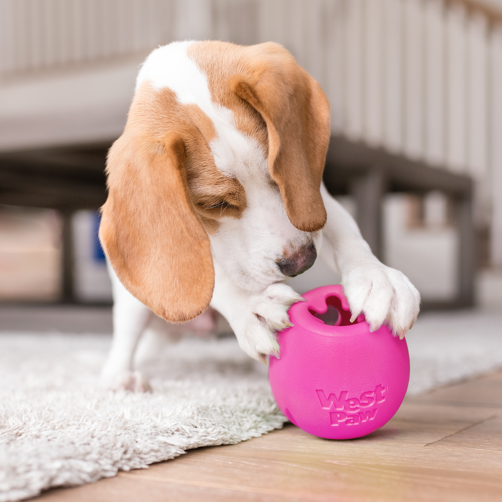 Beagle puppy pawing a pink egg-shaped treat toy on a rug