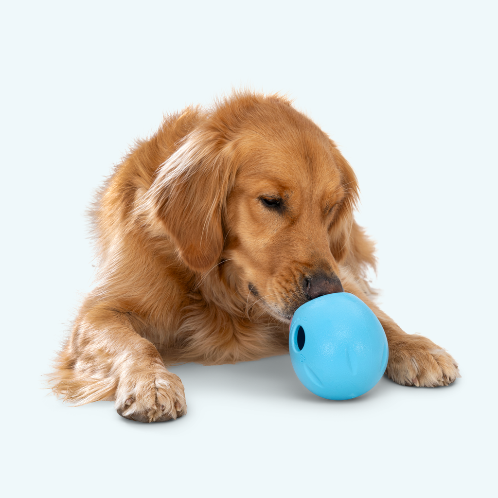 Golden retriever lying down nosing a blue treat toy