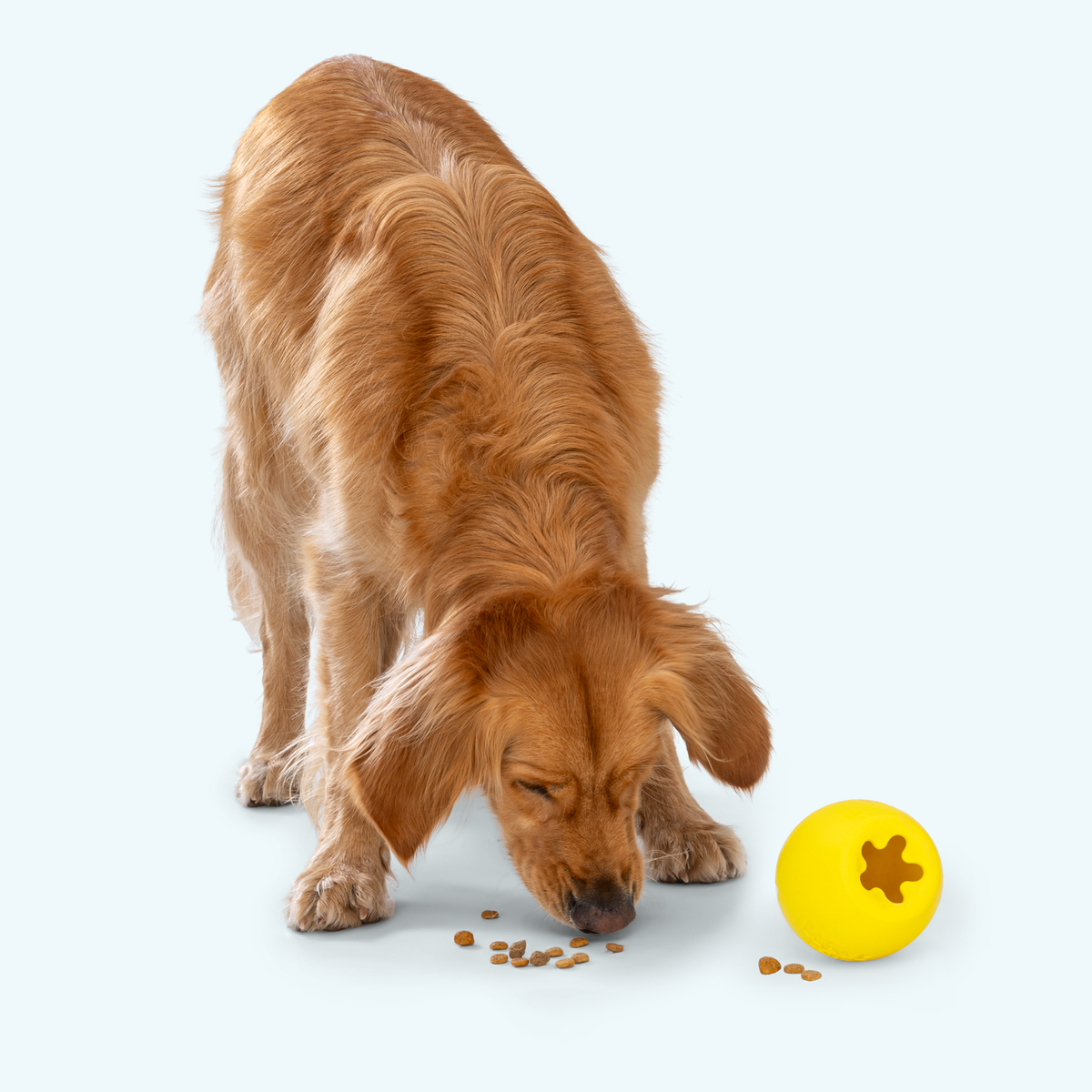 Golden dog sniffing kibble next to a yellow treat toy