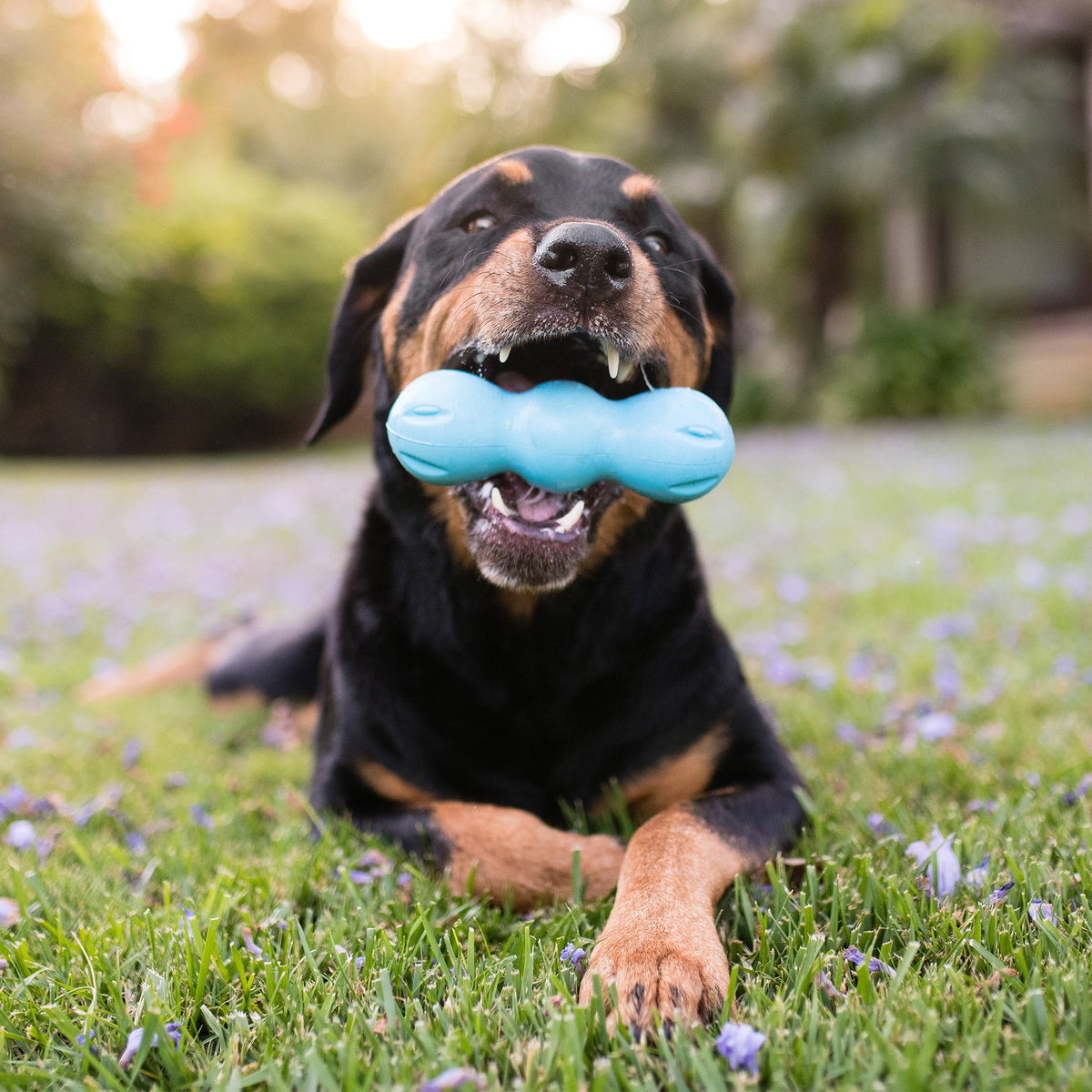 Black and tan dog lying on grass holding a blue chew toy in its mouth