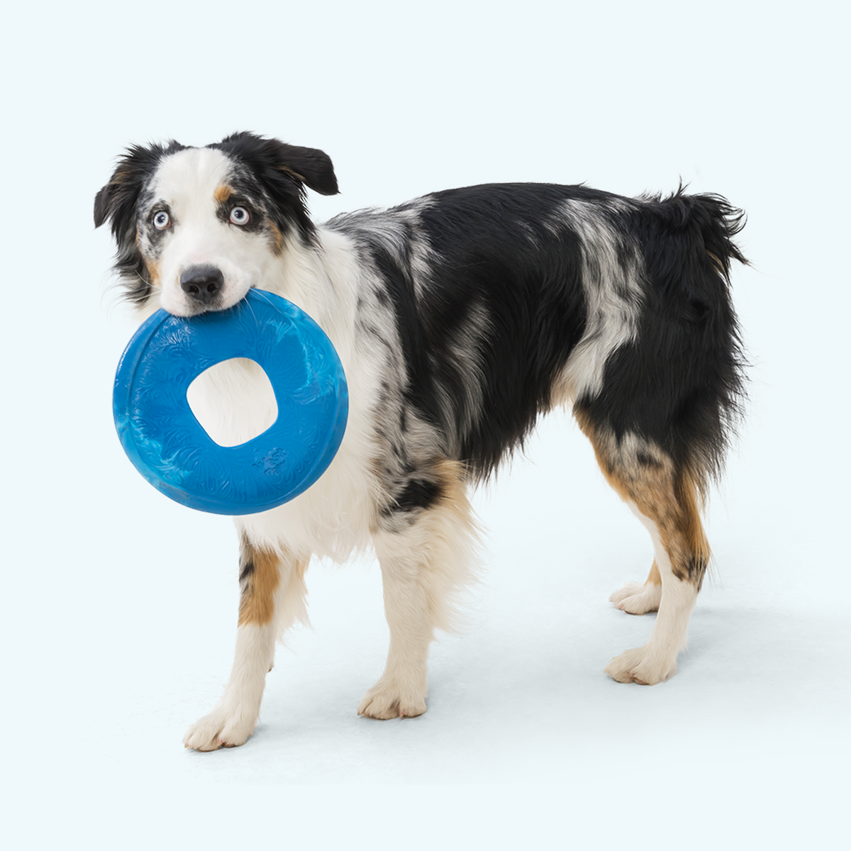 Australian shepherd standing with a blue flying ring in its mouth