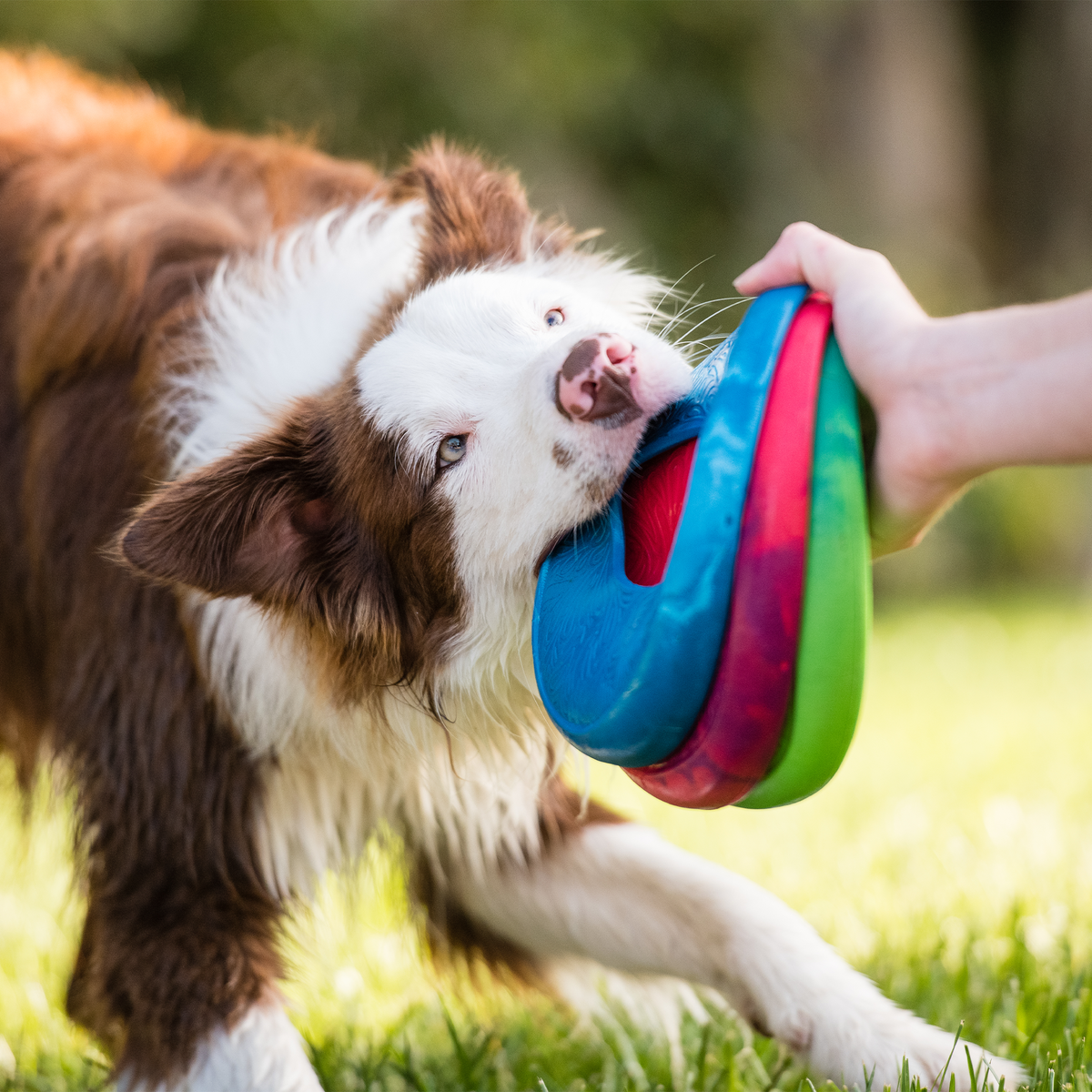 Border collie tugging a stack of colorful flying ring toys held by a person