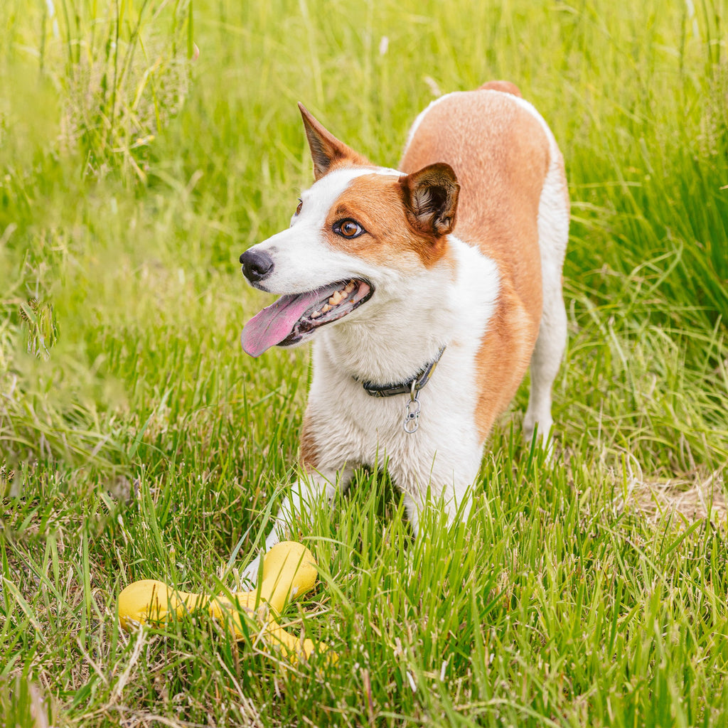Brown and white dog crouched in grass near a yellow fetch toy