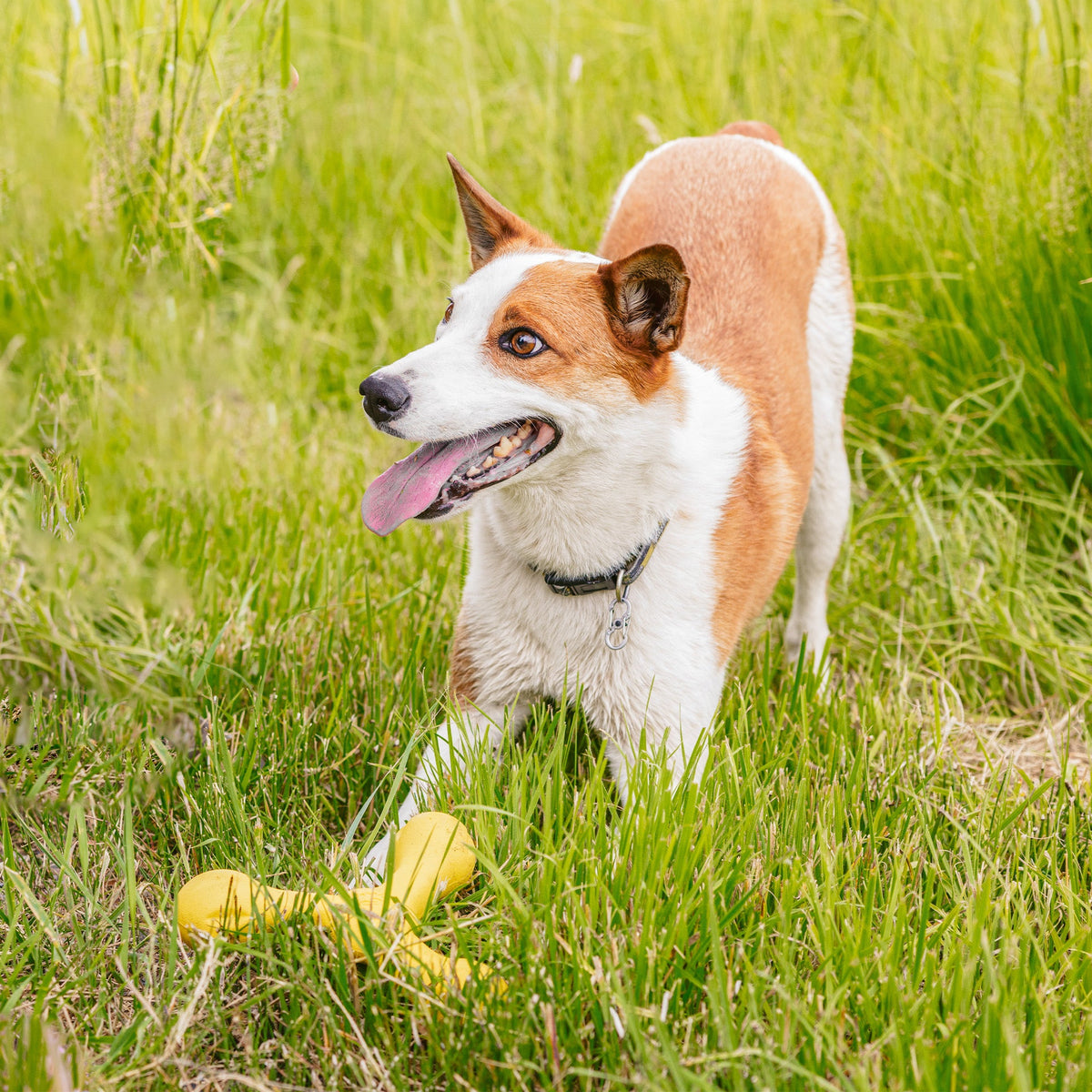 Brown and white dog crouched in grass near a yellow fetch toy