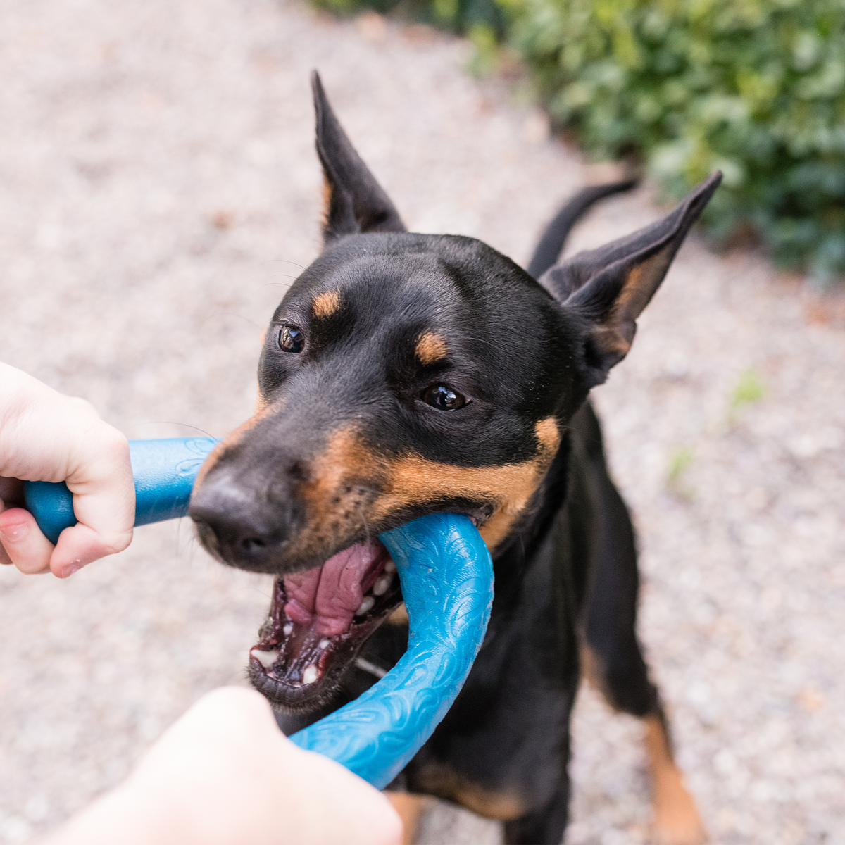 Doberman tugging a blue arch-shaped toy held by a person