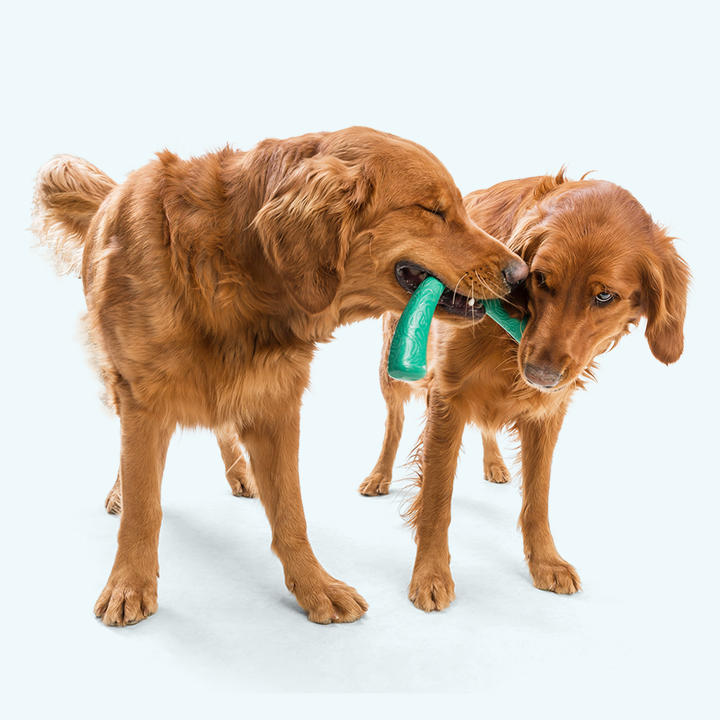 Two golden dogs tugging a green arch-shaped toy together