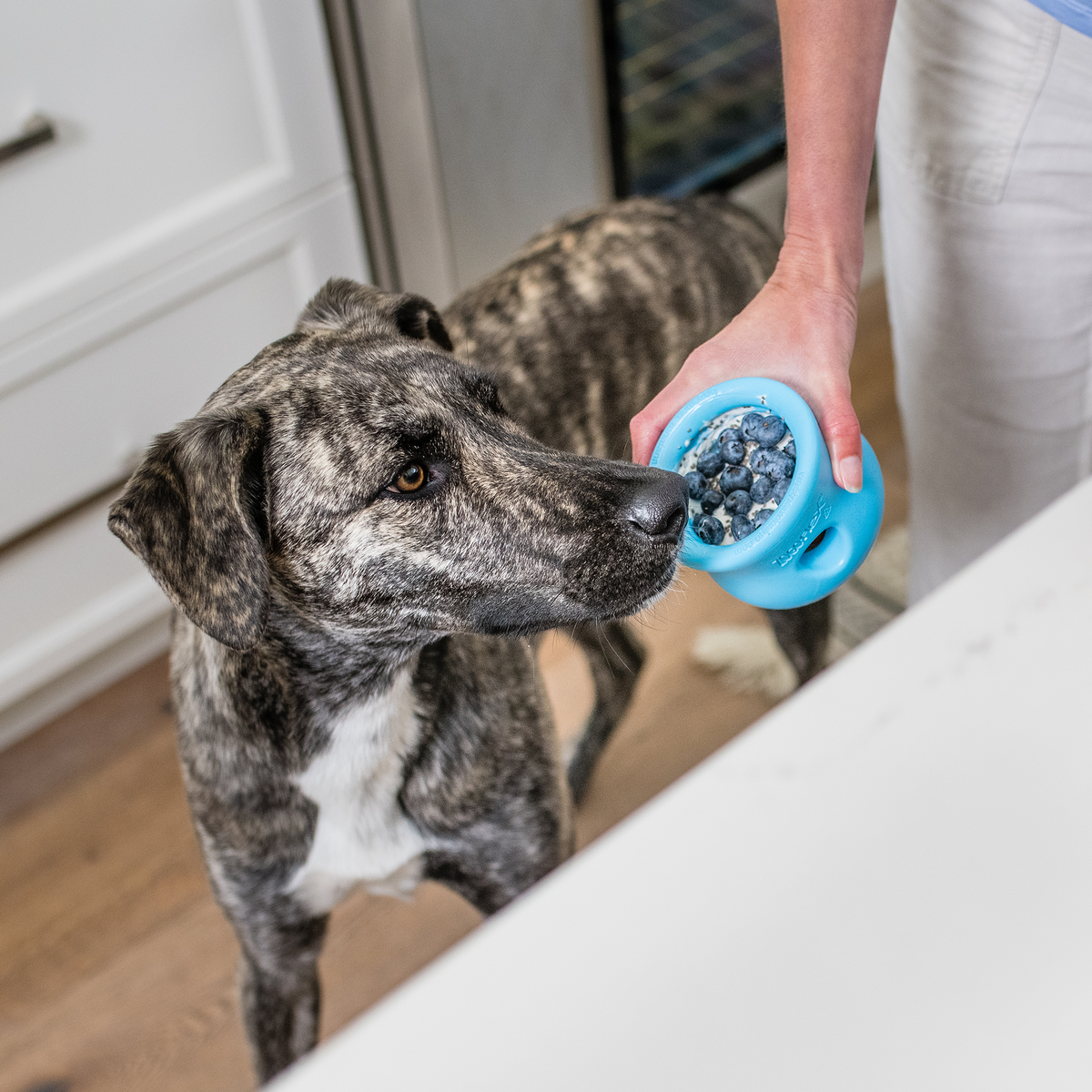 Person offering a blue treat toy filled with food to a brindle dog