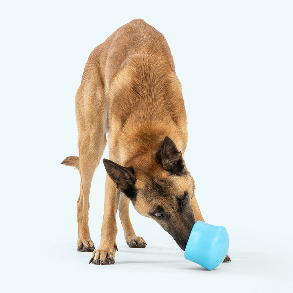 Shepherd dog nosing a blue pot-shaped treat toy