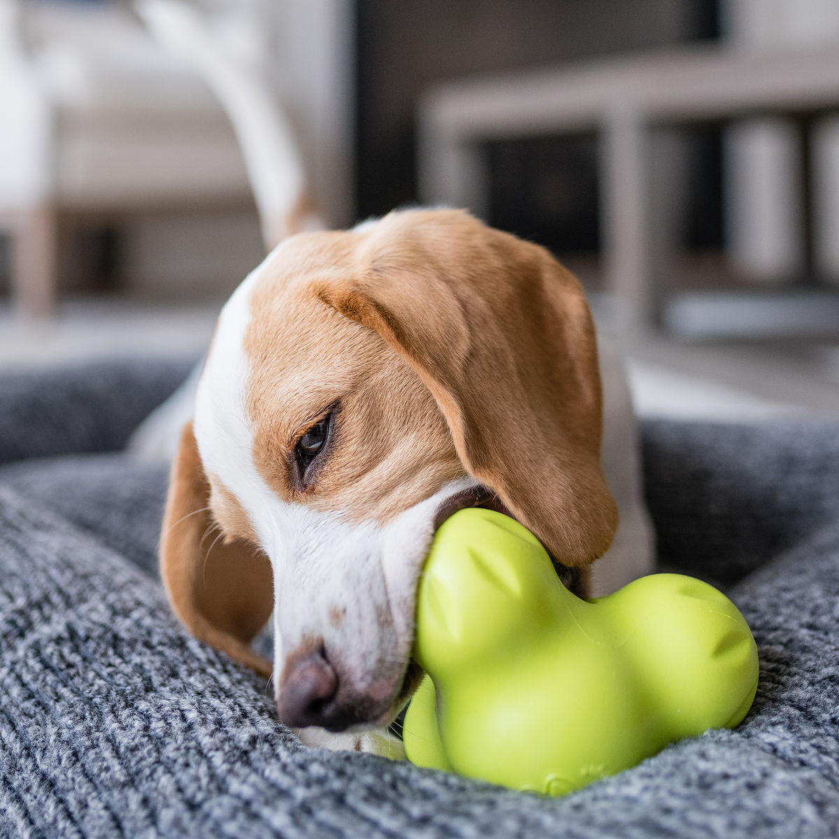 Beagle on a gray blanket chewing a lime treat toy