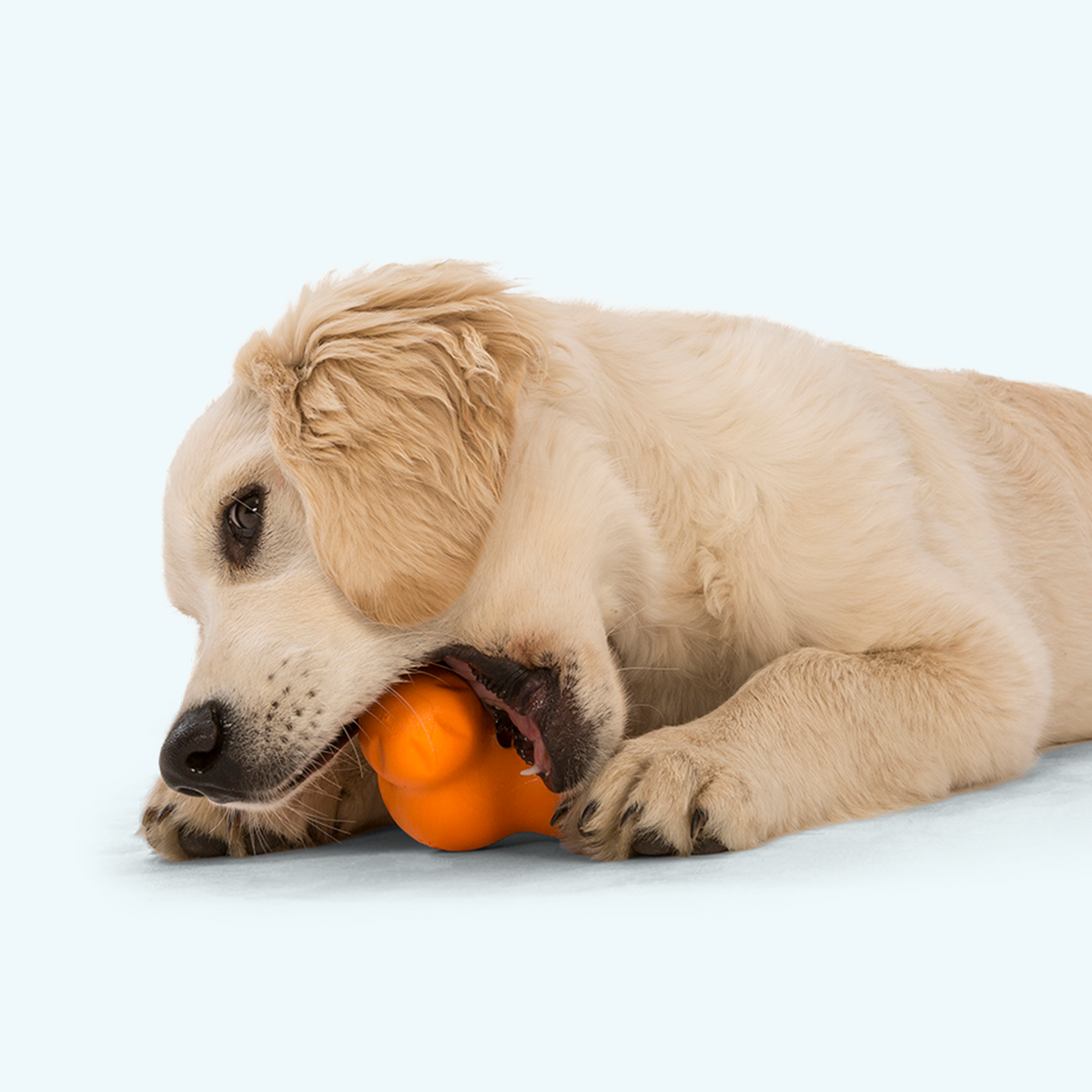 Fluffy puppy lying down chewing an orange treat toy