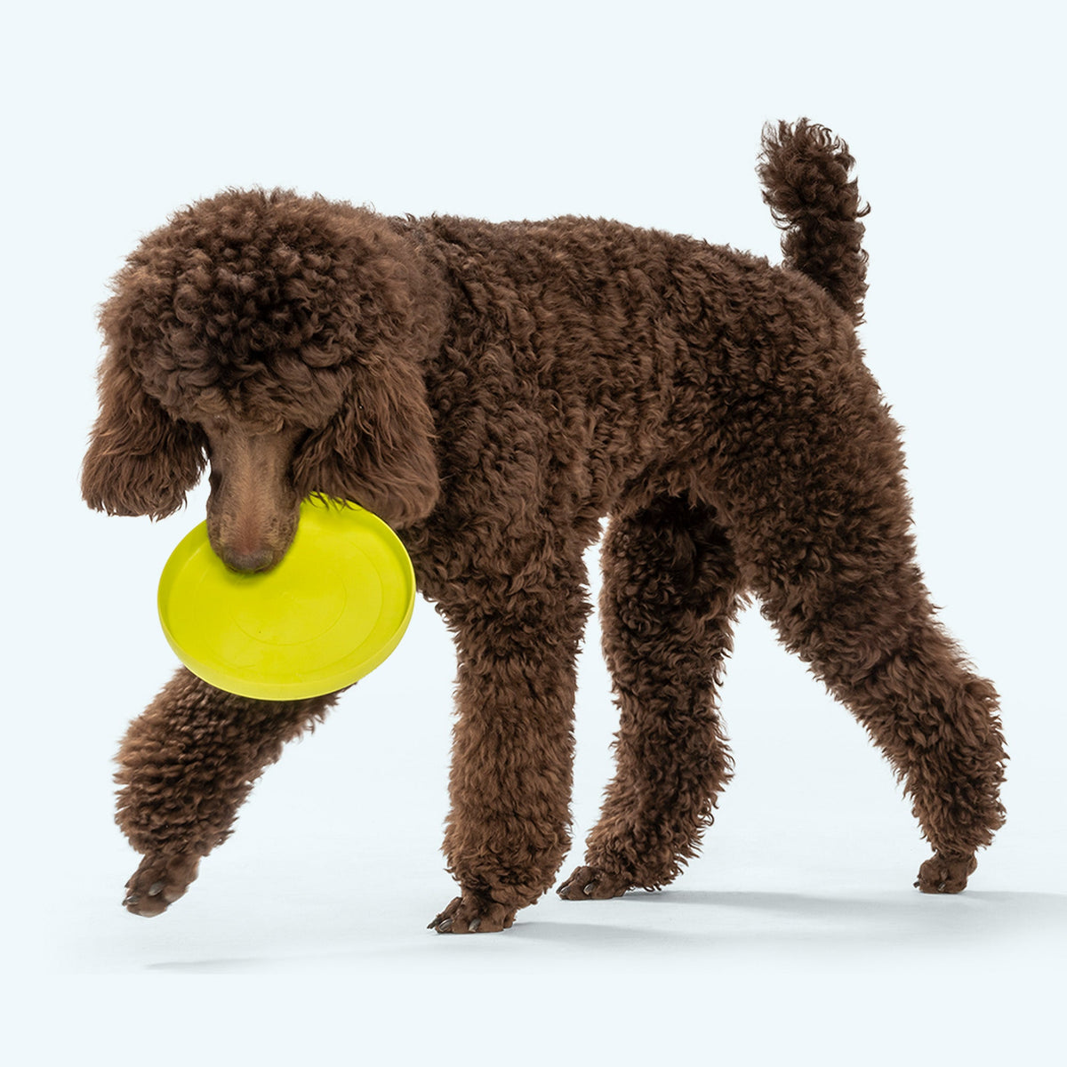 Brown poodle walking with a lime flying disc in its mouth