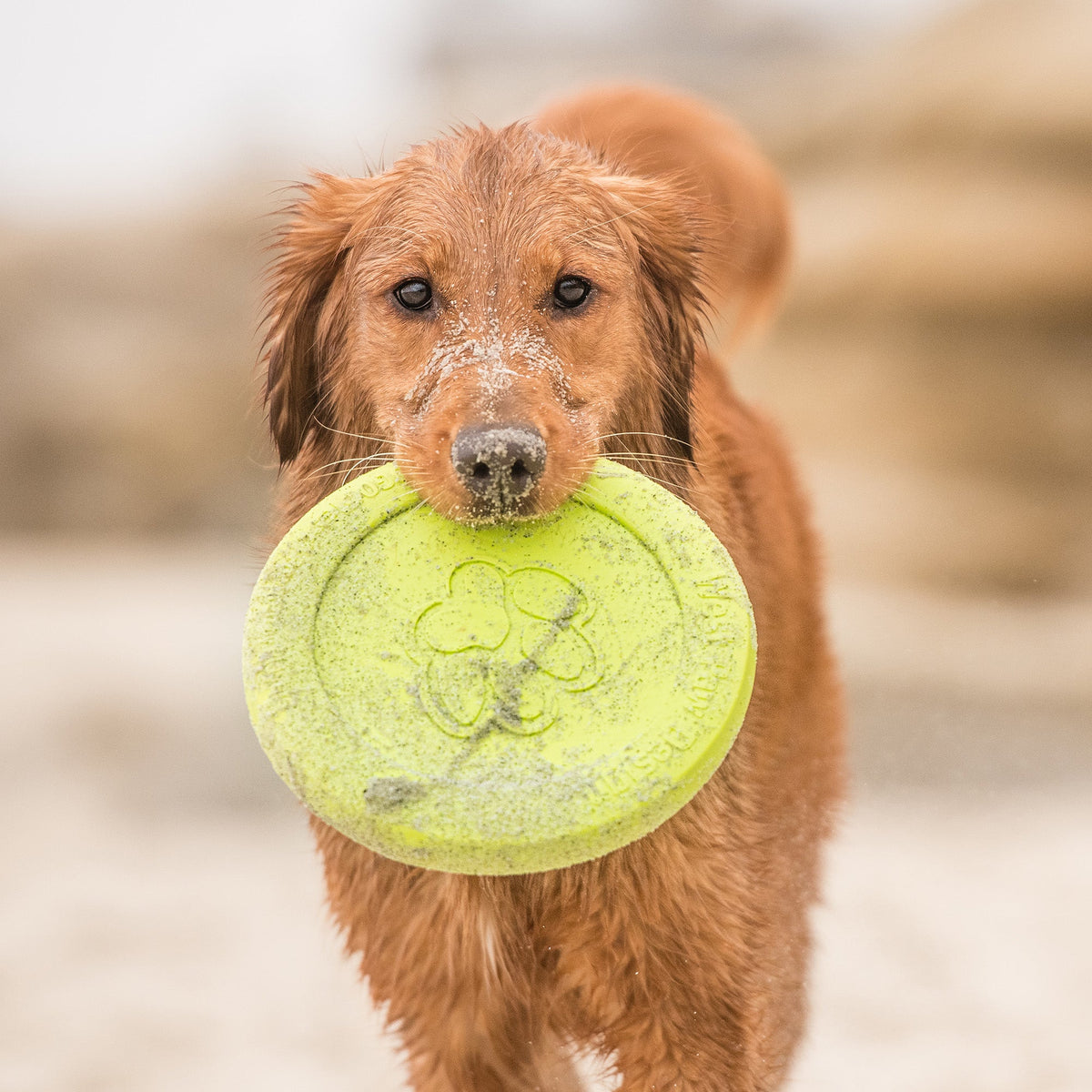 Golden dog carrying a lime flying disc on a beach